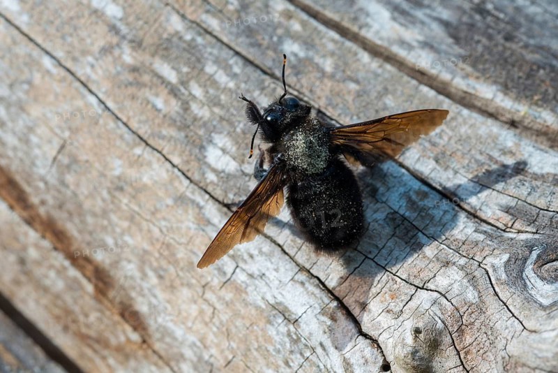 Apidae, bees, blue wood bee, large wood bee, hymenoptera, violet-winged wood bee, xylocopa violacea, insects, insects, violet carpenter bee