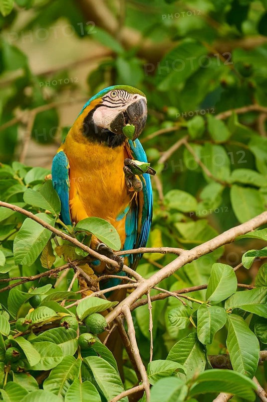 A parrot sitting and eating fruit in green surroundings: Yellow-breasted Macaw (Ara ararauna), Bonito, Pantanal, Brazil