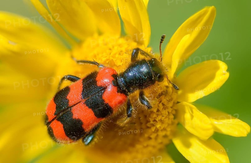Bee beetle, bee wolf, common bee beetle, immense wolf, Trichodes apiarius, beetle, coleoptera, insects, beetles