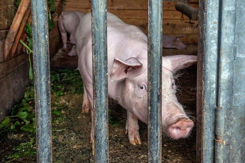 Pig in a pigsty, Alpe Schlappold, Fellhorn, Oberstdorf, Oberallgäu, Allgäu, Bavaria, Germany