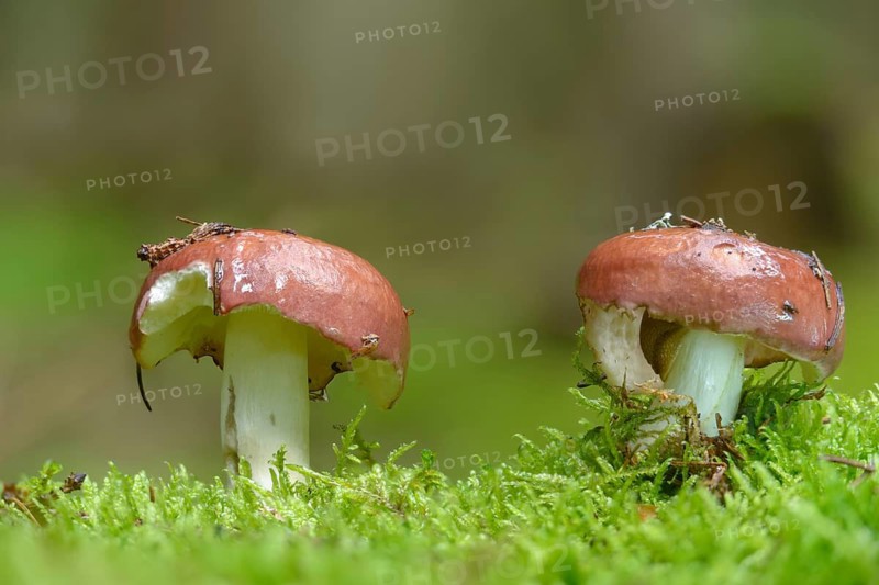 Gray-stalk Babe, Russula Obscura, Russula Vinosa, Burgundy Gray-Stalked Babe, Fungi, Fungus, Mushrooms
