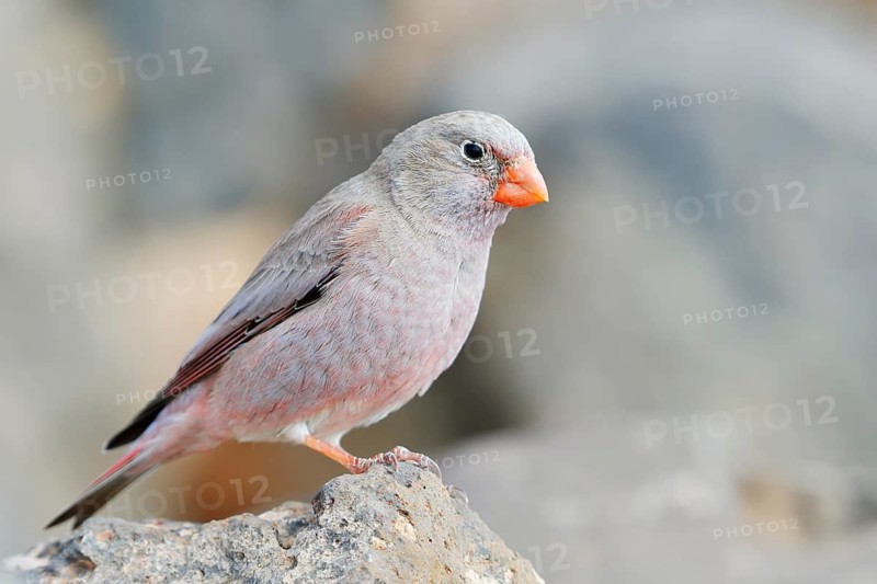 Desert bullfinch (Bucanetes githagineus), male sitting on a stone, Fuerteventura, Canary Islands, Spain