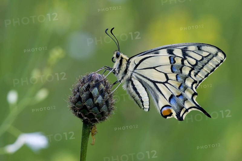 Animal Animals Insect Insects Butterfly Swallowtail (Papilio machaon) Day-flying butterfly, Hardt Meadows, Weilheim, Bavaria, Germany