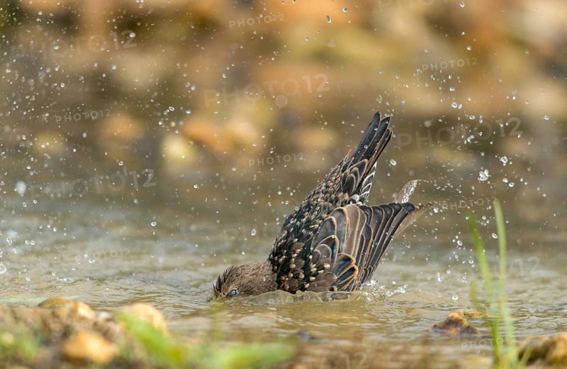Star, Starling, Sturnus Vulgaris, Bath, Bird Bath, Birds, Passeri, Songbirds, Potion, Birdbath, Birds, Watering Place