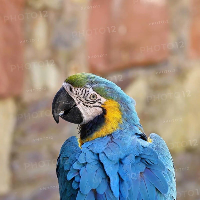 Yellow-breasted macaw (Ara ararauna), animal portrait, captive, found in South America, Hesse, Germany