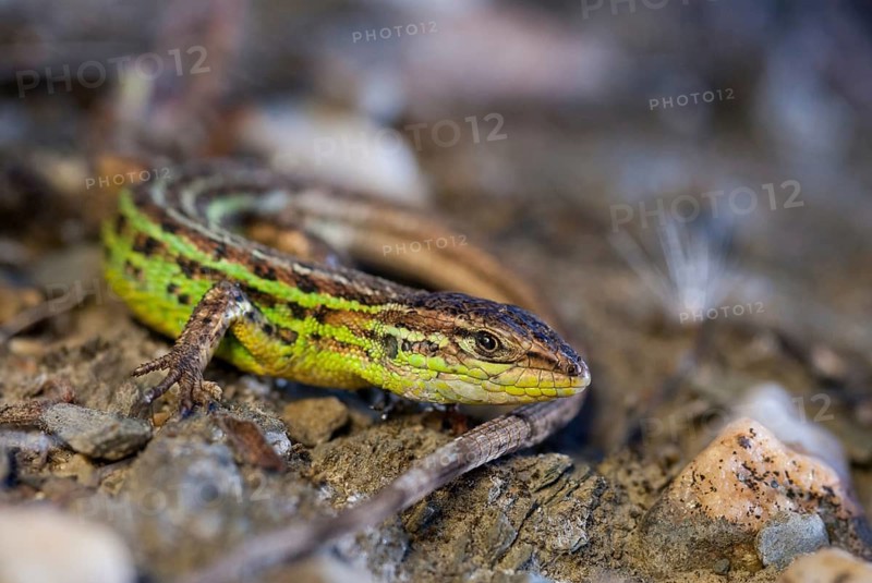 Psammodromus hispanicus, Spanish sandstrider, Spanish psammodromus, Spanish sand racer, critters, lizards, lizards, lizards, reptiles, Spain