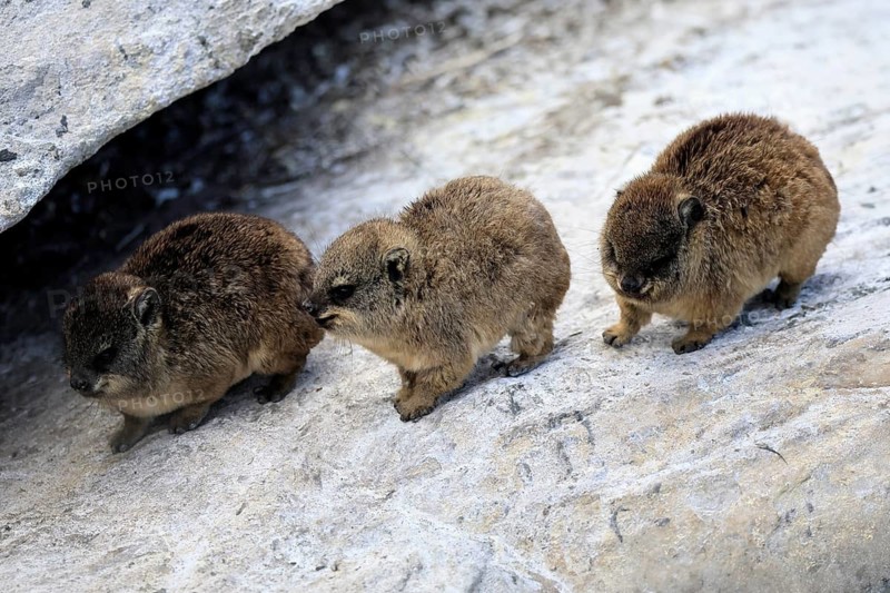 Klippschliefer (Procavia capensis), young, alert, three, Stony Point, Betty's Bay, Western Cape, South Africa