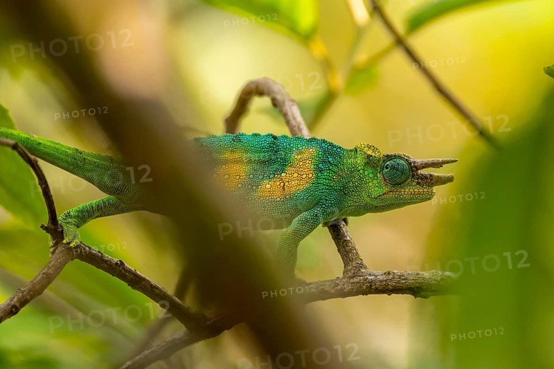 Three-horned chameleon (Trioceros jacksonii), male, Bwindi Impenetrable Forest National Park, Uganda