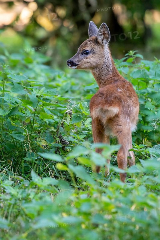 Roe deer, fawn (Capreolus capreolus), Vechta, Lower Saxony, Germany