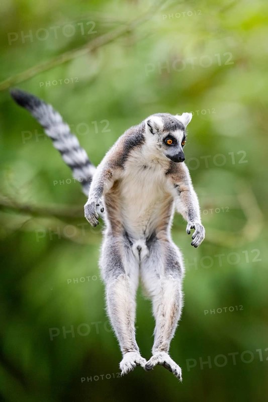 Ring-tailed lemur (Lemur catta) jumping from a branch, captive, Germany