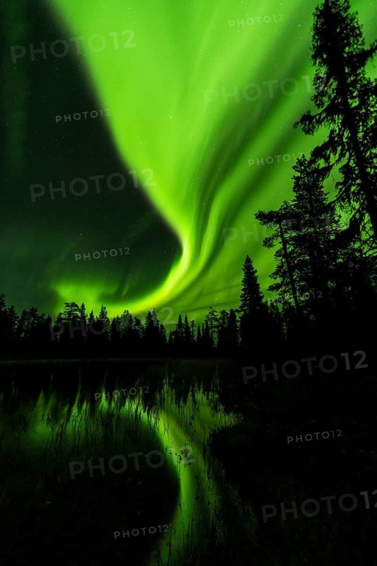 Northern Lights (Aurora borealis) reflected in a forest lake, Muddus National Park, Laponia World Heritage Site, Norrbotten, Lapland, Sweden, September 2020