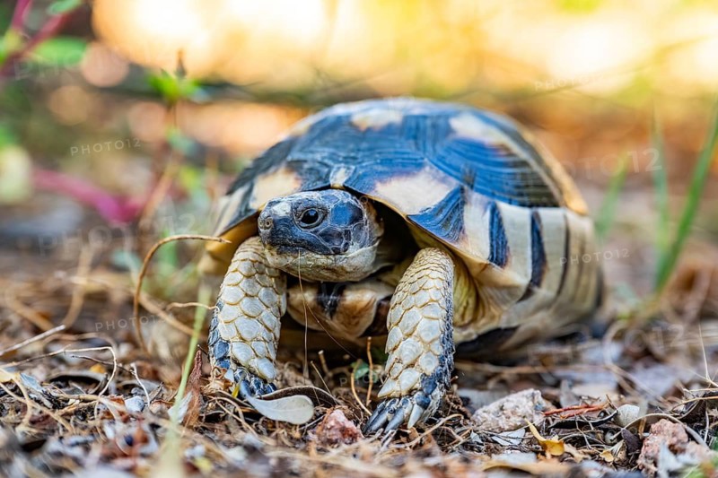 Hermann's tortoise (Testudo hermanni) walking on the ground, wildlife, Sardinia, Italy