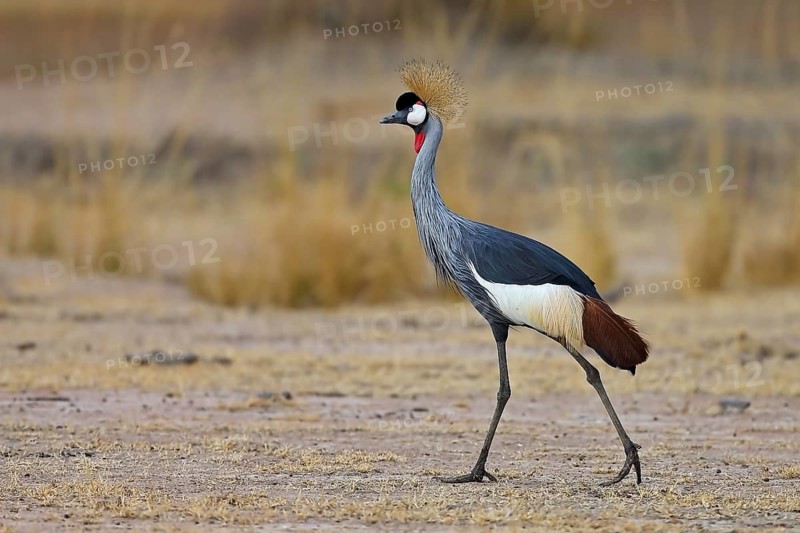 A walking crowned crane (Balearica pavonina) . South Luangwa National Park, Zambia