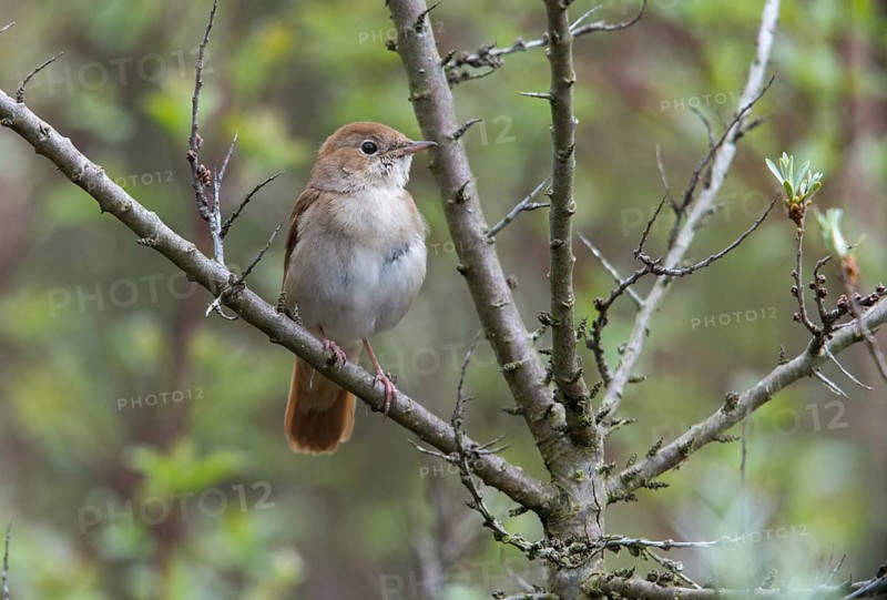 Brandenburg, Germany, Luscinia megarhynchos, Nabu project, nightingale, national natural heritage, natural paradise Grünhaus, nightingale, post-mining landscape, birds, greenhouse, passeri, songbirds, songbirds, birds