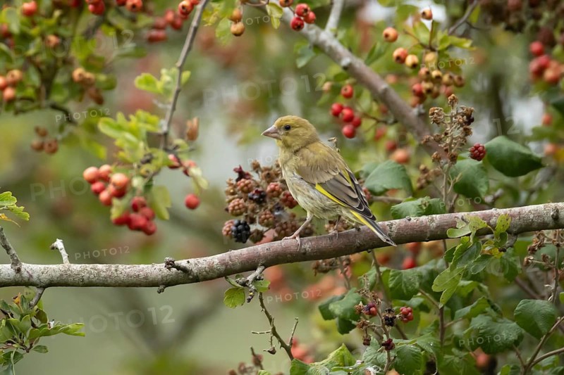 Greenfinch (Chloris chloris) adult bird in a hawthorn tree in a hedgerow with red berries in summer, England, United Kingdom