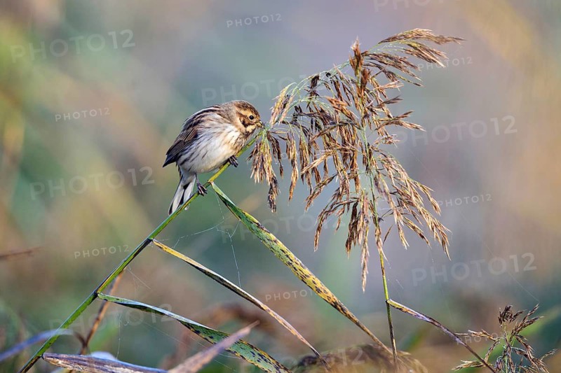 Animals, birds, buntings, a reed bunting in non-breeding plumage eating reed seeds (Emberiza schoeniclus), Bavaria, Bavaria, Federal Republic of Germany