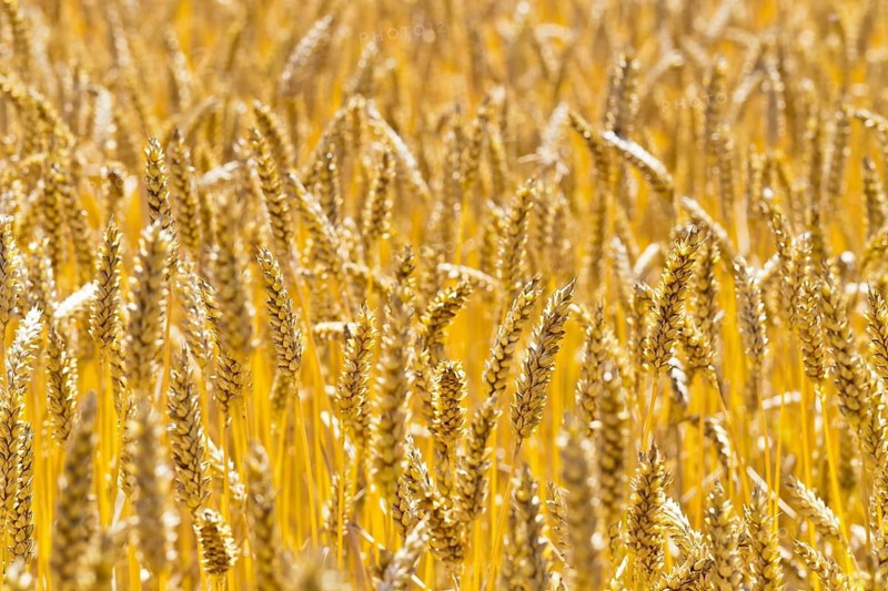 Wheat field in front of harvest, wheat, ears, cornfield, food, Austria