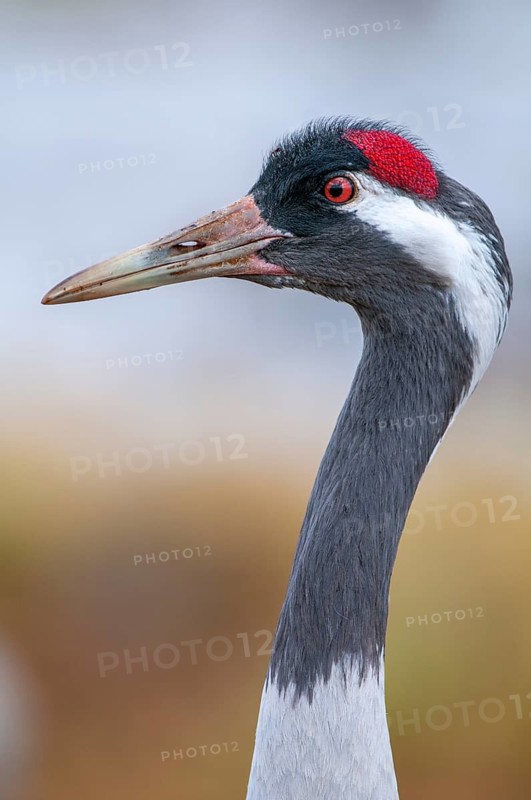 A crane (Grus grus) preening its plumage, Fågelsjö, Gävleborg County, Sweden