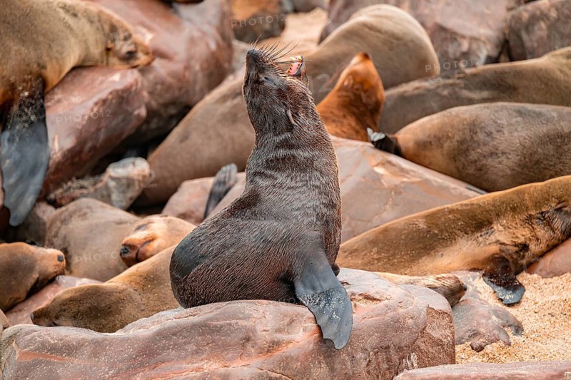 Seal colony, fur seal, Cape fur seal (Arctocephalus pusillus), Cape Cross, Atlantic coast, Namibia