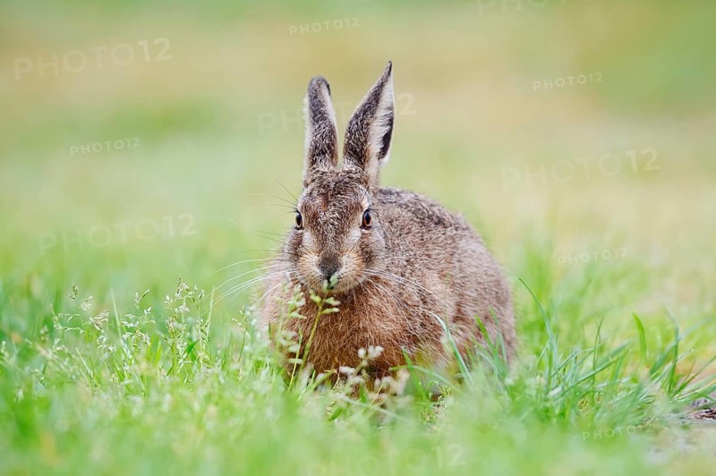 A brown hare (Lepus europaeus) sitting in a meadow, North Rhine-Westphalia, Germany