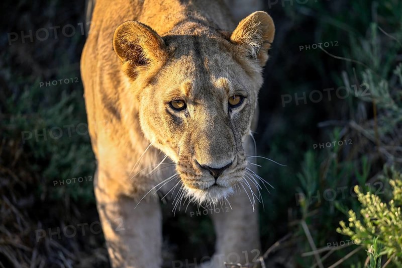 Lioness (Panthera leo) near Atzaró Camp, portrait, Okavango Delta, North-West District, Botswana