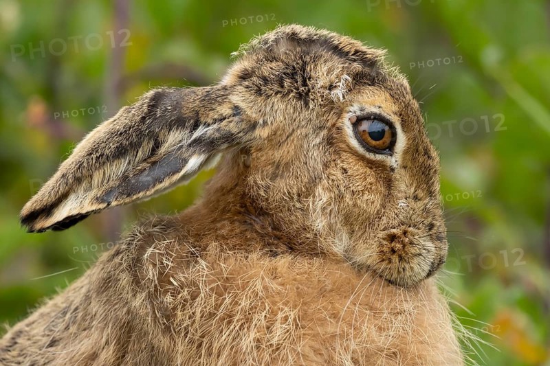 European brown hare (Lepus europaeus) adult animal head portrait, England, United Kingdom