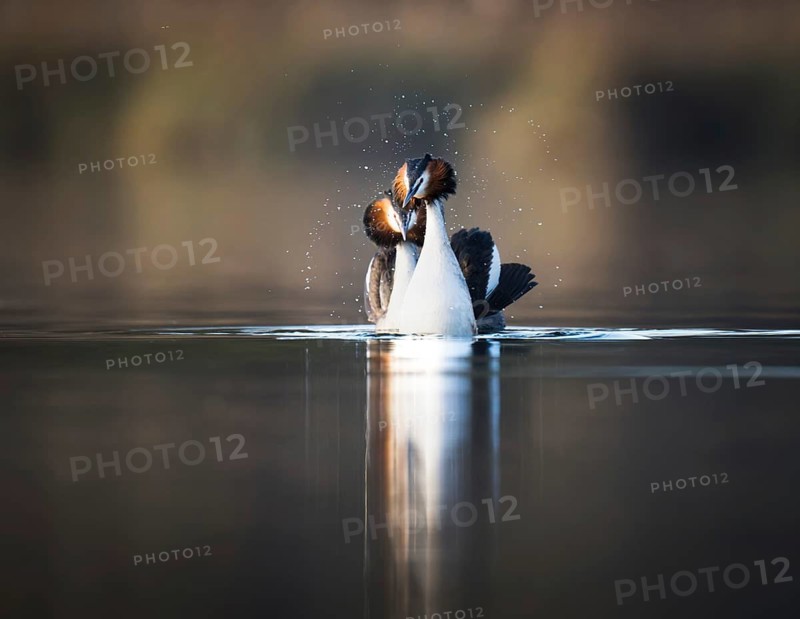 Great Crested Grebe (Podiceps cristatus), courting pair, Zurich, Switzerland