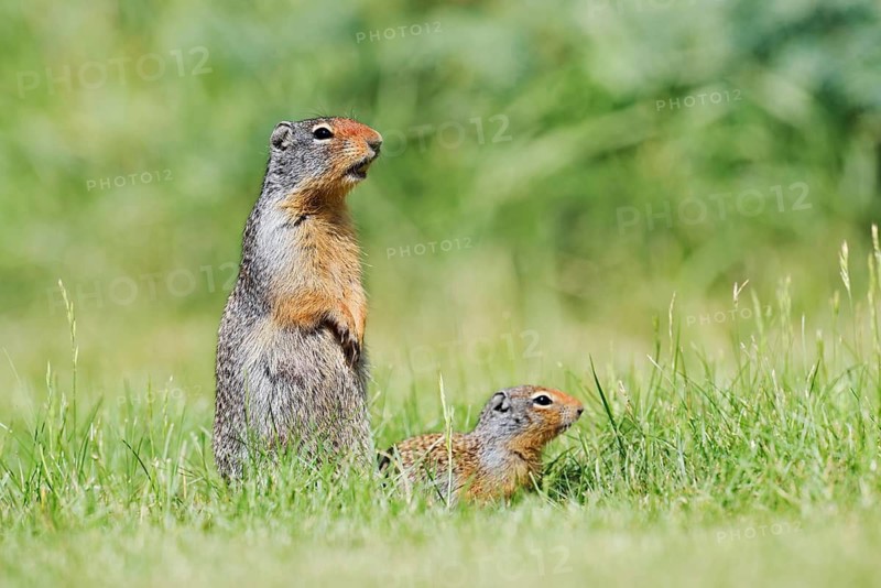 Columbia ground squirrel (Urocitellus columbianus, Spermophilus columbianus), a calling female with a young, Waterton Lakes National Park, Alberta, Canada