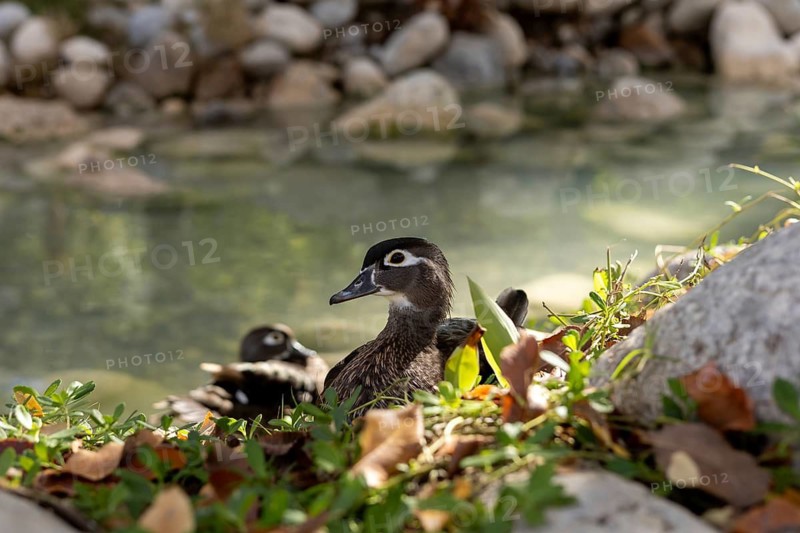 Ducks relax peacefully by the clear waters, surrounded by rocks and greenery. The tranquil setting offers a perfect retreat for guests at a hotel in Turkiye during the sunny afternoon