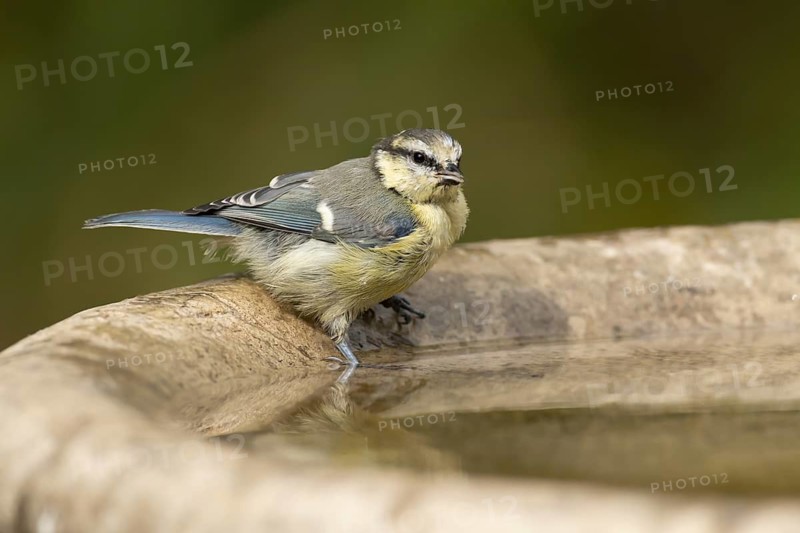Blue tit (Cyanistes caeruleus) adult garden bird drinking water from a bird bath, England, United Kingdom