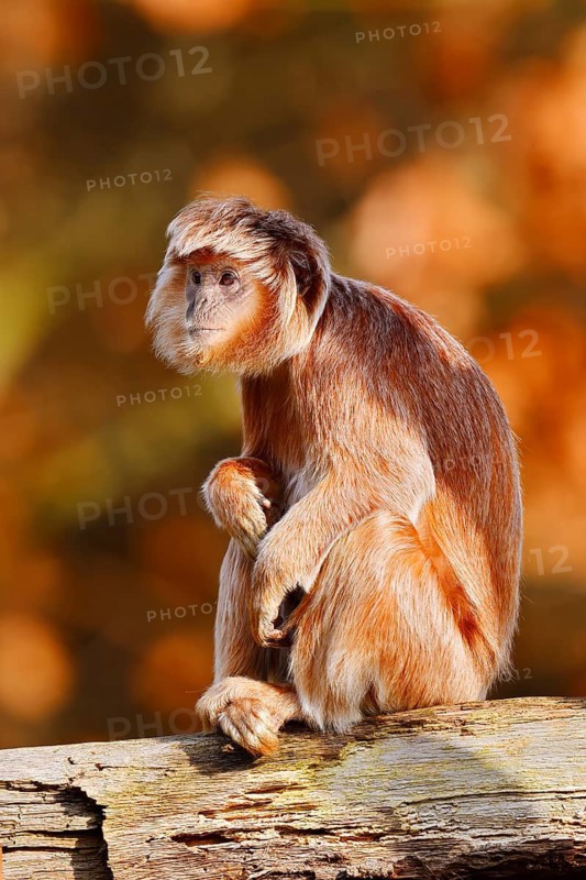 Javan lutung (Trachypithecus auratus) perched on a tree trunk, orange-brown colour variant, in captivity, found in Indonesia