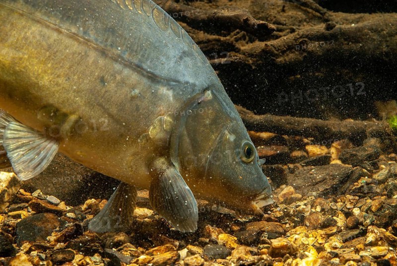Carp, Cyprinus carpio, carp, fish, fishes, leather carp, pisces, mirror carp