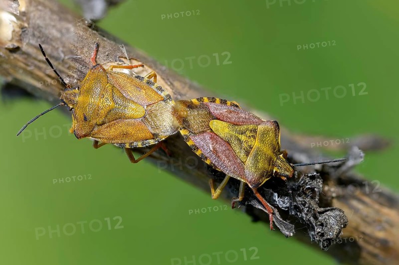 Black-shouldered shieldbug, carpocoris purple eipennis, heteroptera, purple tree bug, purple fruit bug, insects, copula, mating, bugs