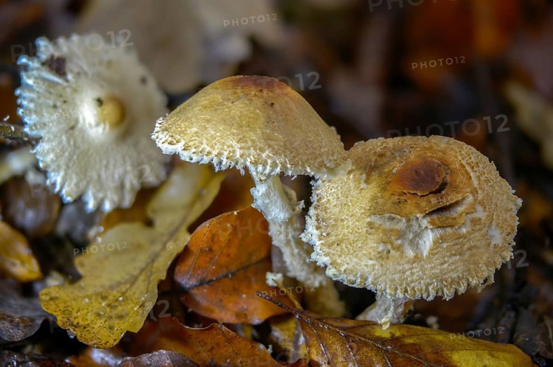 Lepiota clypeolaria, lepiota colubrina, shaggy-stalked lepiota, shield dapperling, woolly booted umbrella, woolly stalked umbrella, fungi, mushrooms