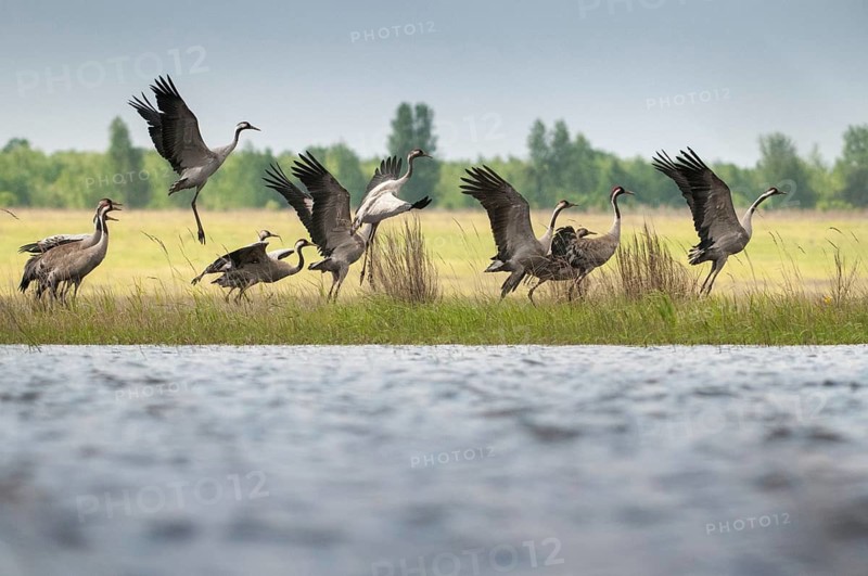Brandenburg, Crane, Germany, Grus Grus, Crane, Nabu, national natural heritage, natural paradise Grünhaus, post-mining landscape, birds, flying, flight, gruidae, gruiformes, greenhouse, cranes, waitbirds, birds