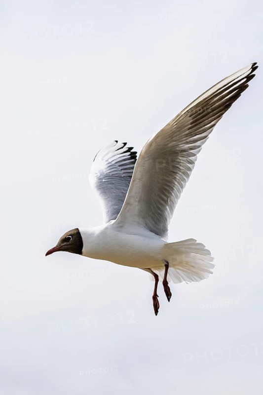 Black-headed Gull, Chroicocephalus ridibundus, bird in flight, England, United Kingdom
