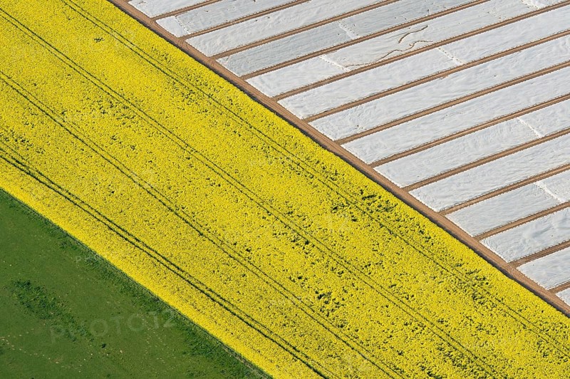 Aerial view of agricultural land in the district of Vechta, rapeseed and plant production under Vlies, Oldenburger Münsterland, Goldenstedt, Lower Saxony, Germany