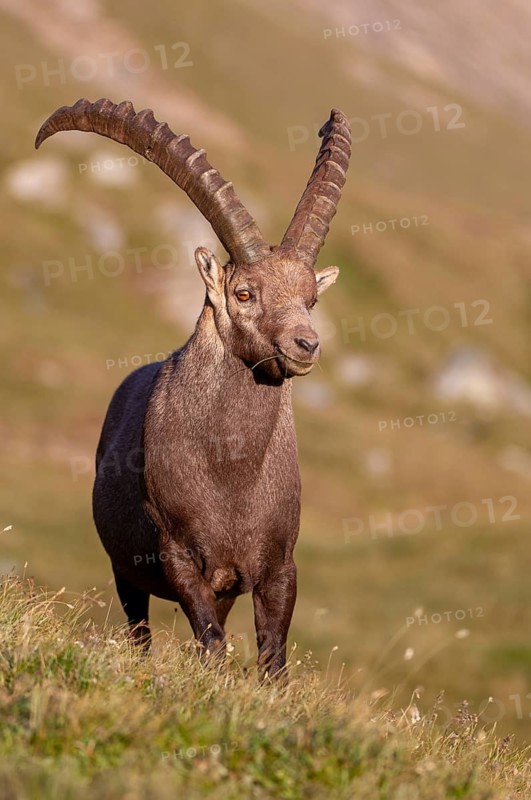 Alpine ibex (Capra ibex), Heiligenblut am Großglockner, Carinthia, Austria