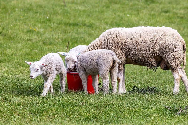 Sheep and lambs graze in a meadow. Landscape of the Swabian Jura. Gomadingen, Baden-Württemberg, Germany