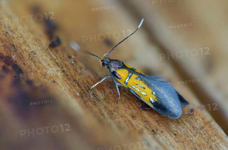 Brown-tip tubic, oak bark rotwood moth, orange-silver broad-winged moth, Schiffermülleria Schäfferella, insects, moths, moths, butterflies