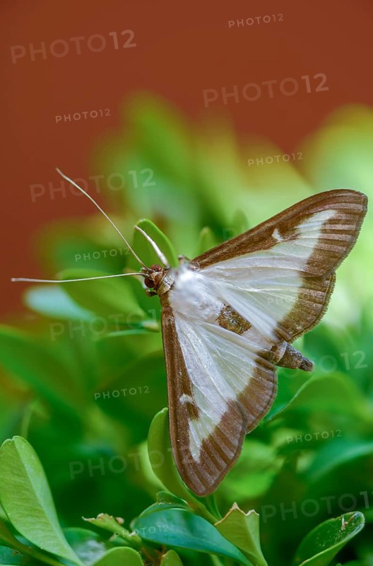 Box tree moth, boxwood moth, boxwood moth, cydalima perspectalis, moth, high size, portrait format, insects, moths, butterflies