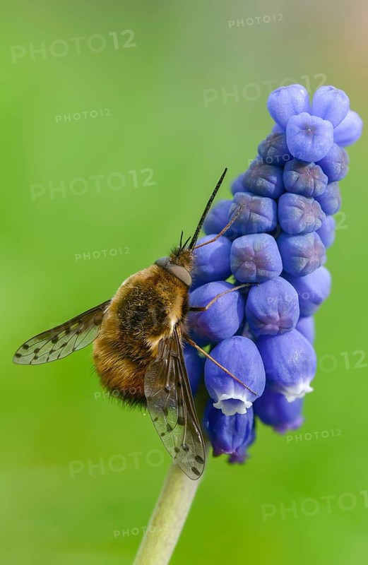 Bombylius Discolor, dotted bee-fly, spotted woolswear, diptera, high size, portrait format, insects, two-winged birds