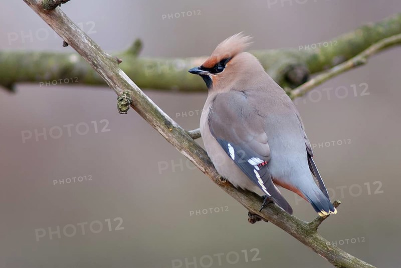 Bombycilla Garrulus, waxwing, birds, passeri, songbirds, songbirds, birds