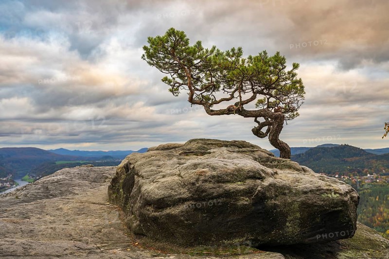 Pine tree on the Lilienstein in the Elbe Sandstone Mountains in the Saxon Switzerland National Park, Waltersdorf, Bad Schandau, Saxony, Germany