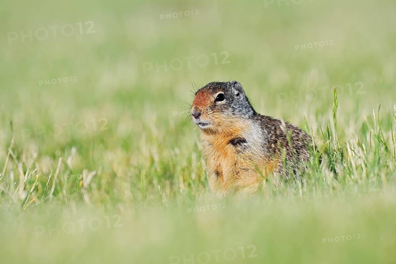 Columbia ground squirrel (Urocitellus columbianus, Spermophilus columbianus) sitting in a meadow, Waterton Lakes National Park, Alberta, Canada