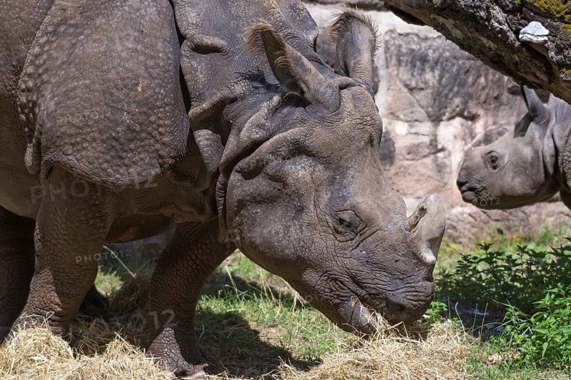 African white rhinoceros (Rhinoceros unicornis) with its calf, Nuremberg Zoo, Middle Franconia, Bavaria, Germany