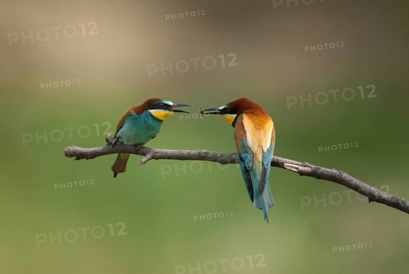 Bee-eaters, bee-eaters, coraciiformes, merops apiasters, birds, Bulgaria, leo, meropidae, spider, birds