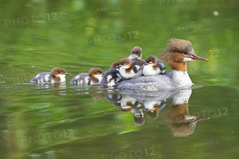 Animals, birds, goosander (Mergus merganser), with chicks