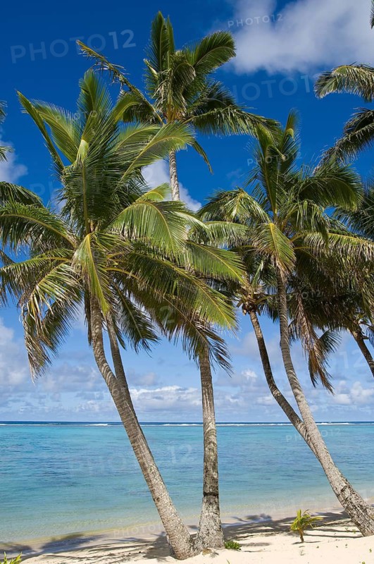 Cook Islands, Rarotonga. Palm Beach, Rarotonga, French Polynesia