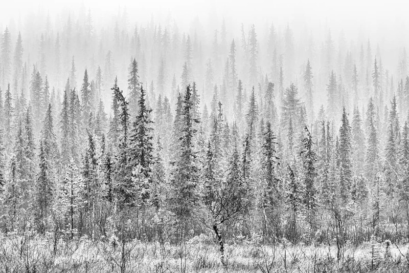 Boreal coniferous forest in fog, Norrbotten, Lapland, Sweden, October 2010